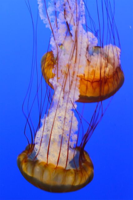 jellyfish