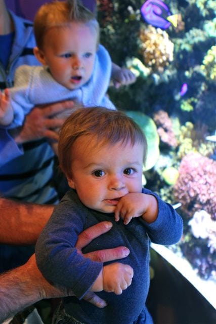 monterey-aquarium