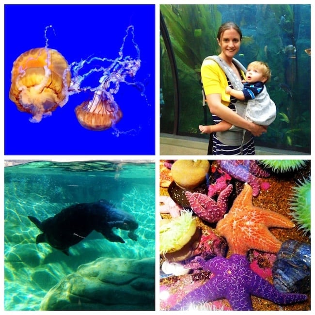 Oregon-coast-aquarium