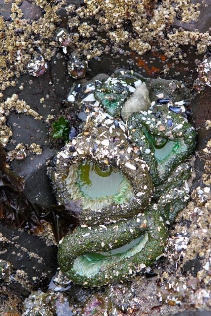 Cannon-Beach8