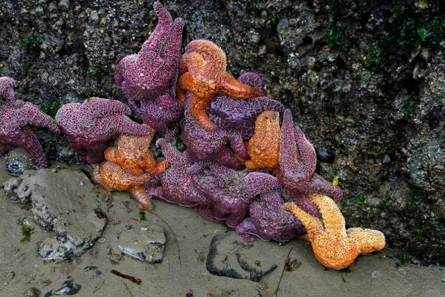 Cannon-Beach9