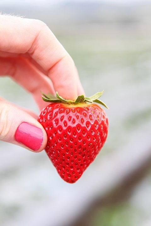 The perfect strawberry! www.twopeasandtheirpod.com Driscoll's-Event-10