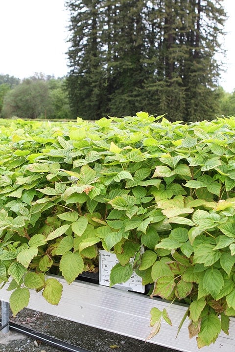 Driscoll's Raspberry Plants on www.twopeasandtheirpod.com Driscoll's-Event-2