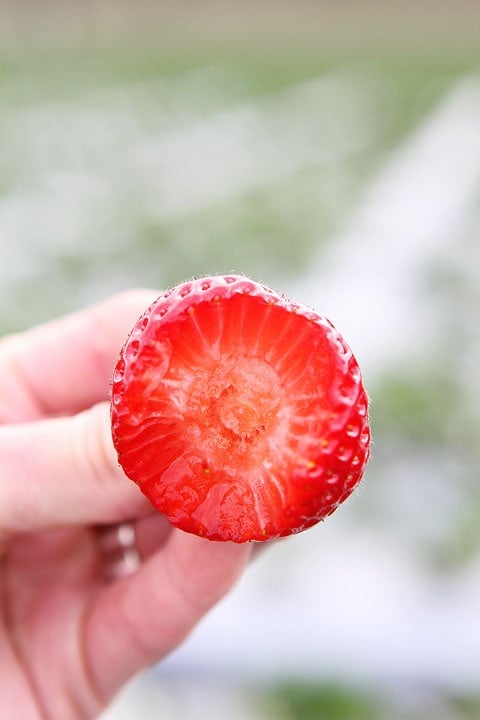 Driscoll's Strawberry on www.twopeasandtheirpod.com Driscoll's-Event-8