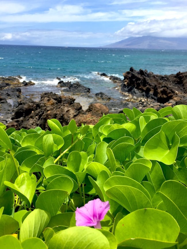 Travel tips to Maui, Hawaii on twopeasandtheirpod.com Maui, Hawaii