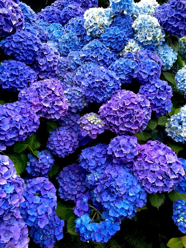 Hydrangeas in Cannon Beach, Oregon on twopeasandtheirpod.com Hydrangeas