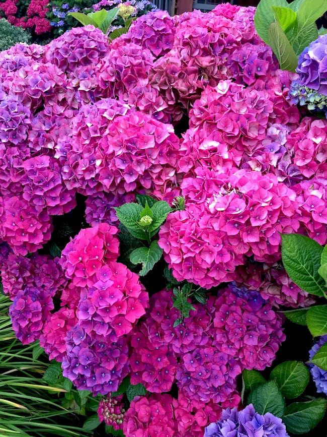 Hydrangeas in Cannon Beach, Oregon on twopeasandtheirpod.com Hydrangeas