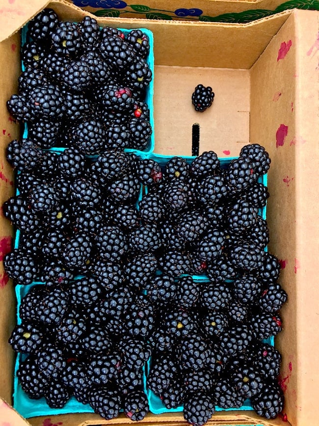 Oregon blackberries on twopeasandtheirpod.com Oregon Blackberries