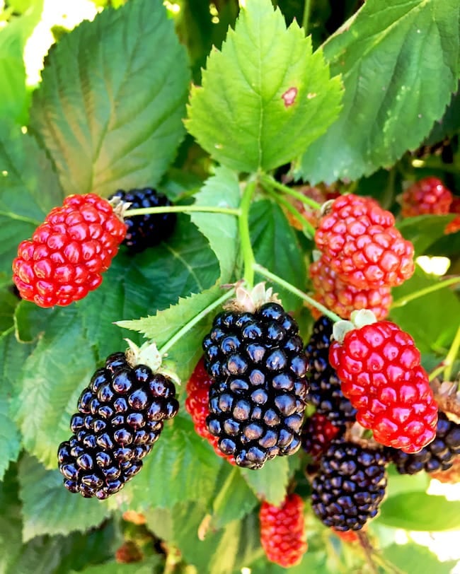 Oregon berries on twopeasandtheirpod.com Oregon berries