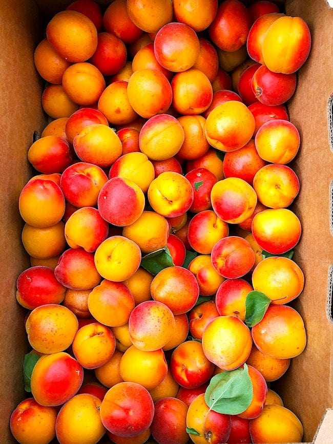 McCall Idaho apricots